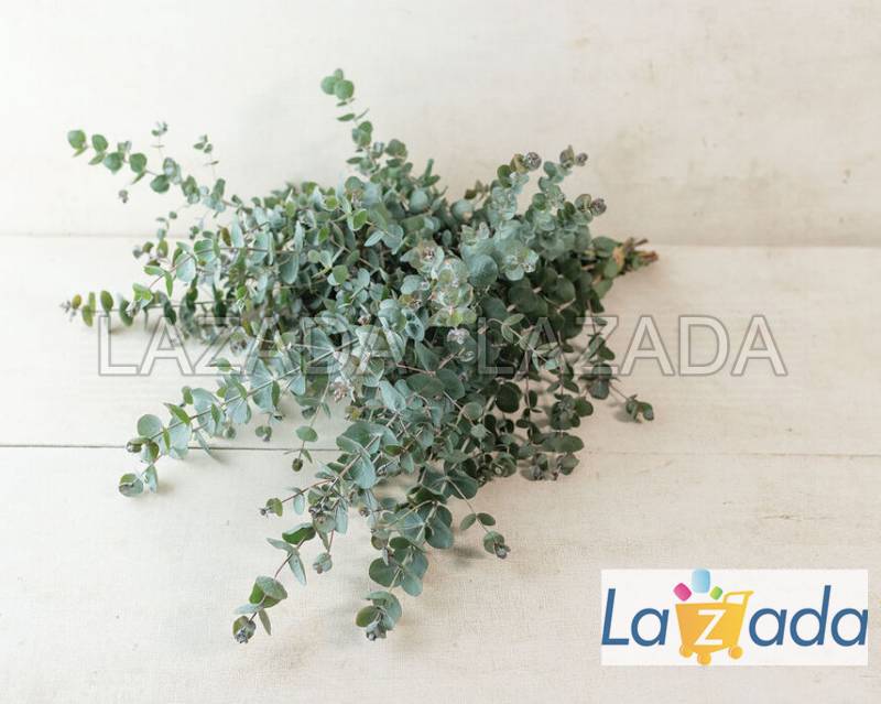 50h Hạt Giống Cây Lá Bạc Malee (| -KD: B21*V64*M208)