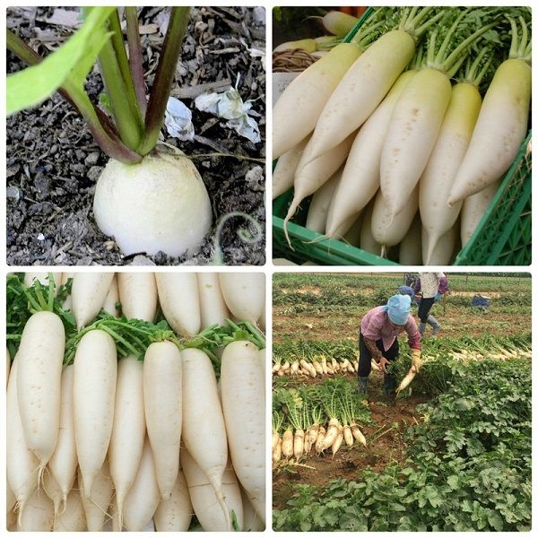Hạt củ cải trắng (gói 20 gram)