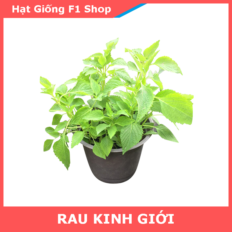 Hạt Giống Rau Kinh Giới Dễ Trồng