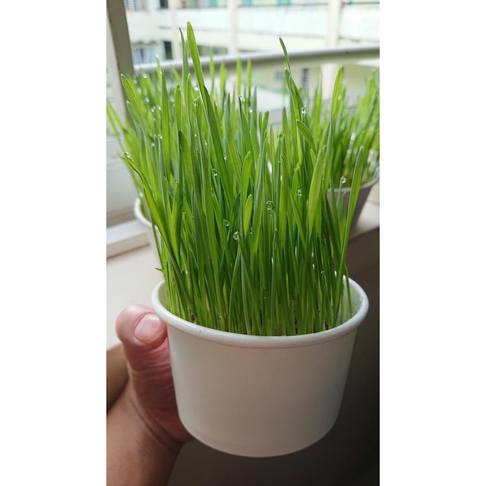 Cỏ Mèo, Cỏ Lúa Mì Tươi Trồng Sẵn Cho Mèo (Ship Instant)