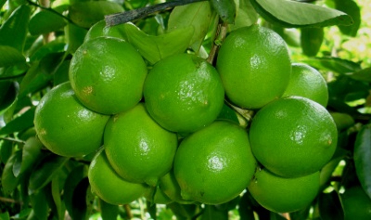 CÂY GIỐNG CHANH KHÔNG HẠT QUẢ CHÙM