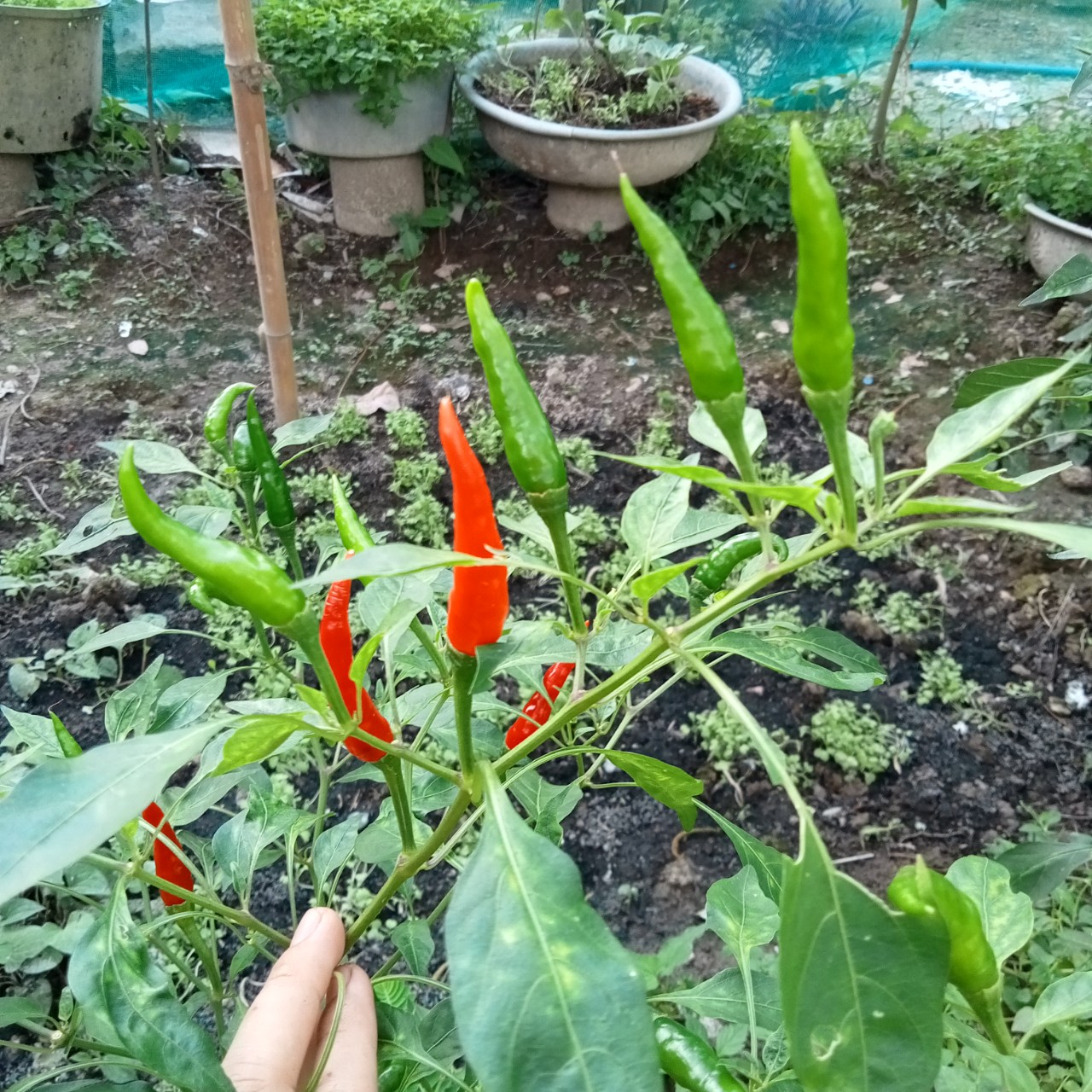 20 Hạt Ớt Hiểm Siêu Cay (Ớt Chỉ Thiên)