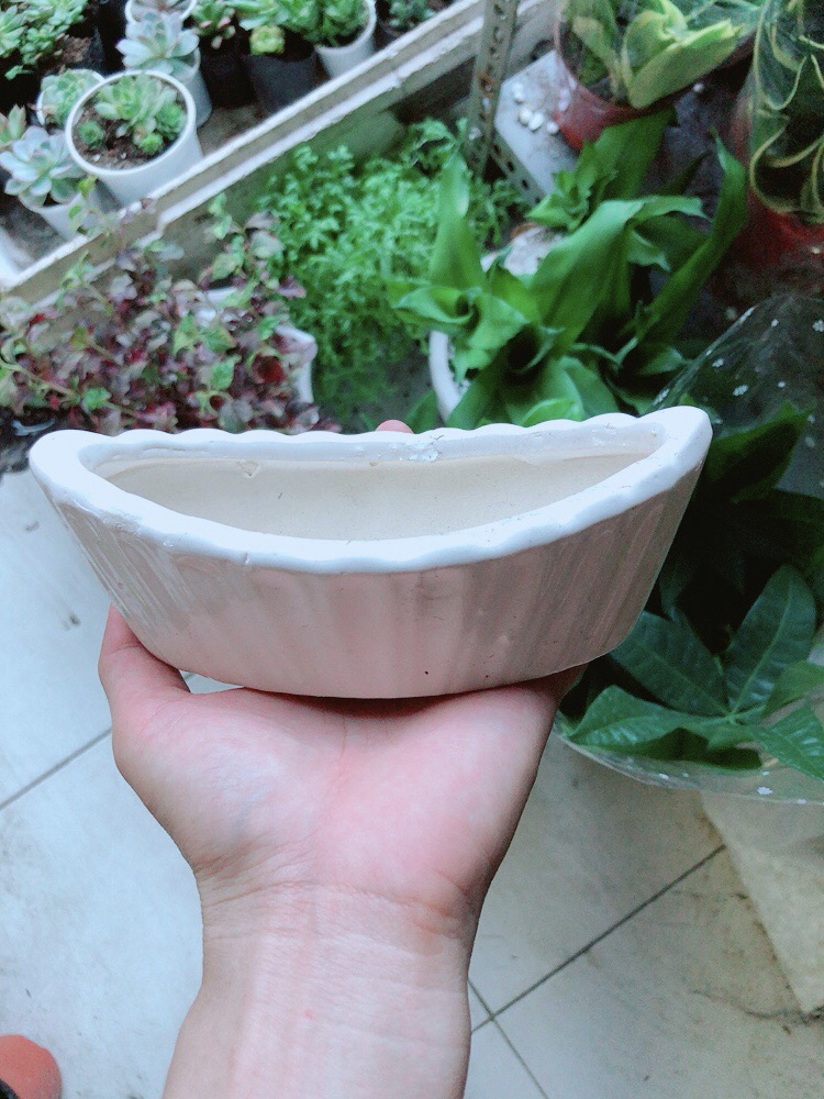 [HCM]Chậu Trồng Cây Cảnh