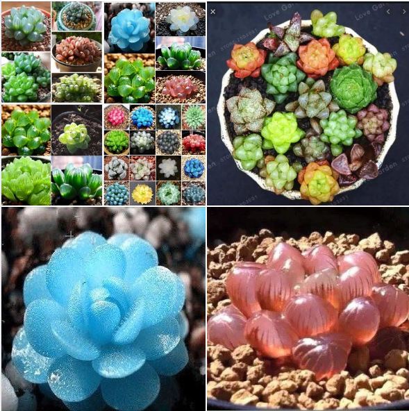 Hạt giống sen ngọc ( sen đá kim cương gói 200 hạt )