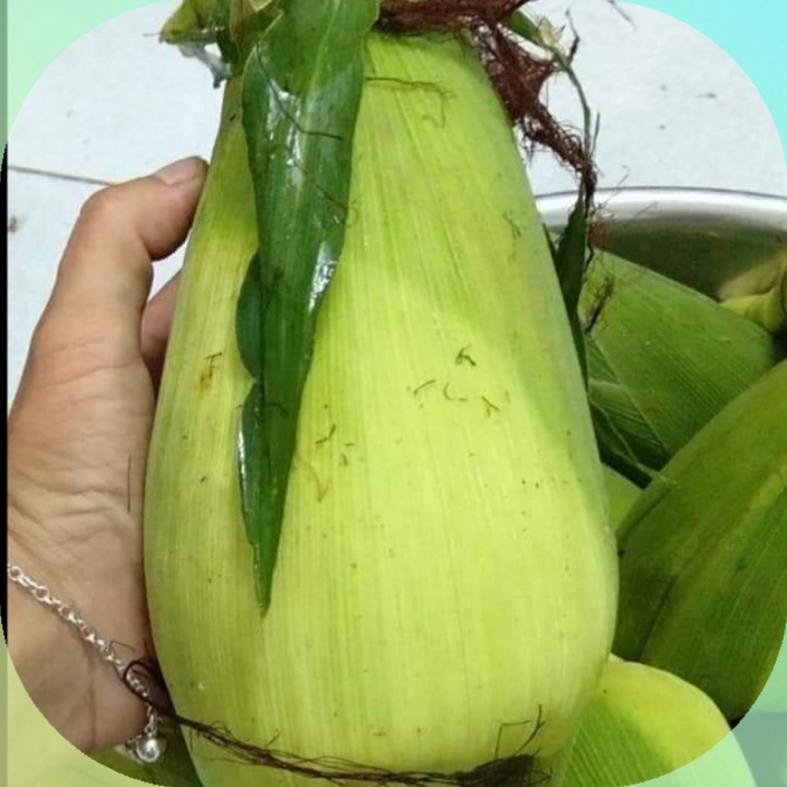 Hạt Giống Bắp Nếp Nù (100gr)