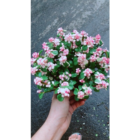 Cành Vàng Lá Ngọc