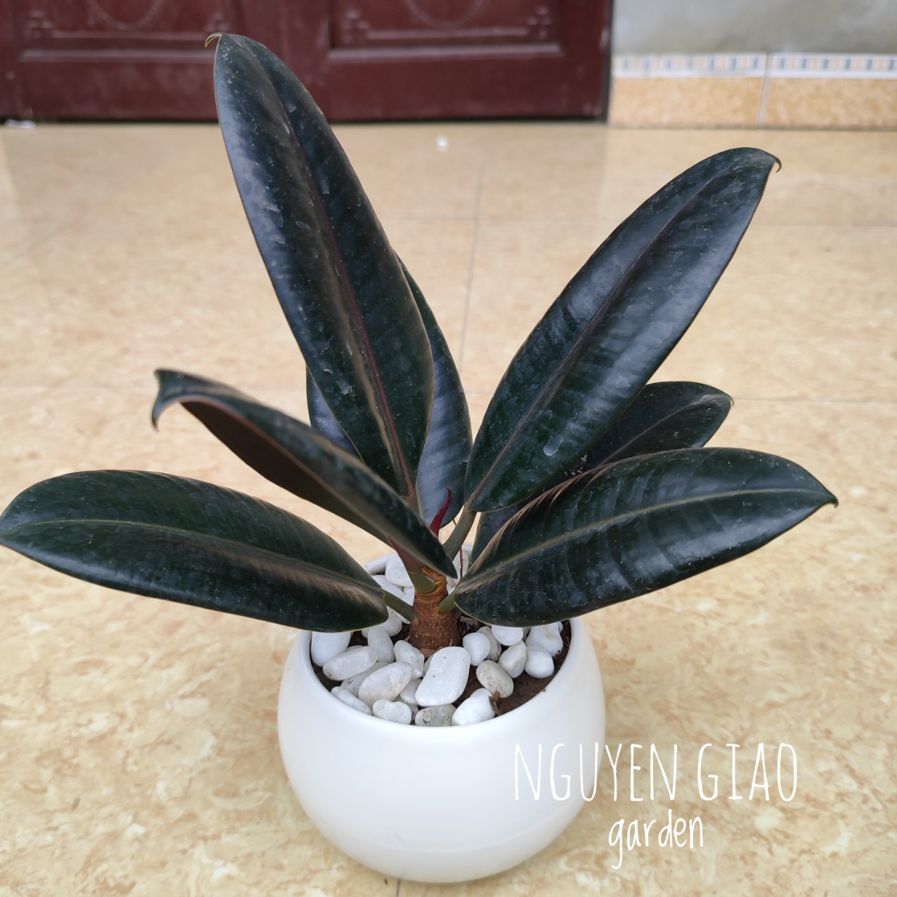 Cây đa búp đỏ chậu sứ
