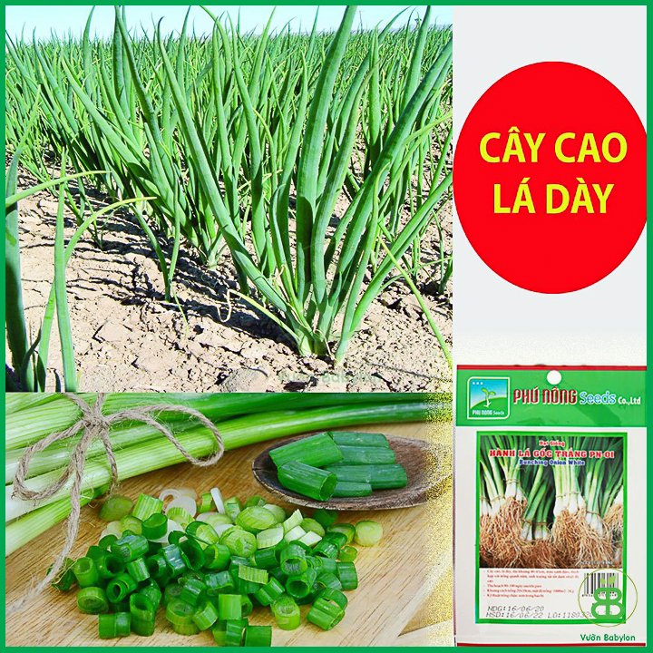 Hạt Giống Hành Lá Rado 25 Rạng Đông Gói 2.5Gram