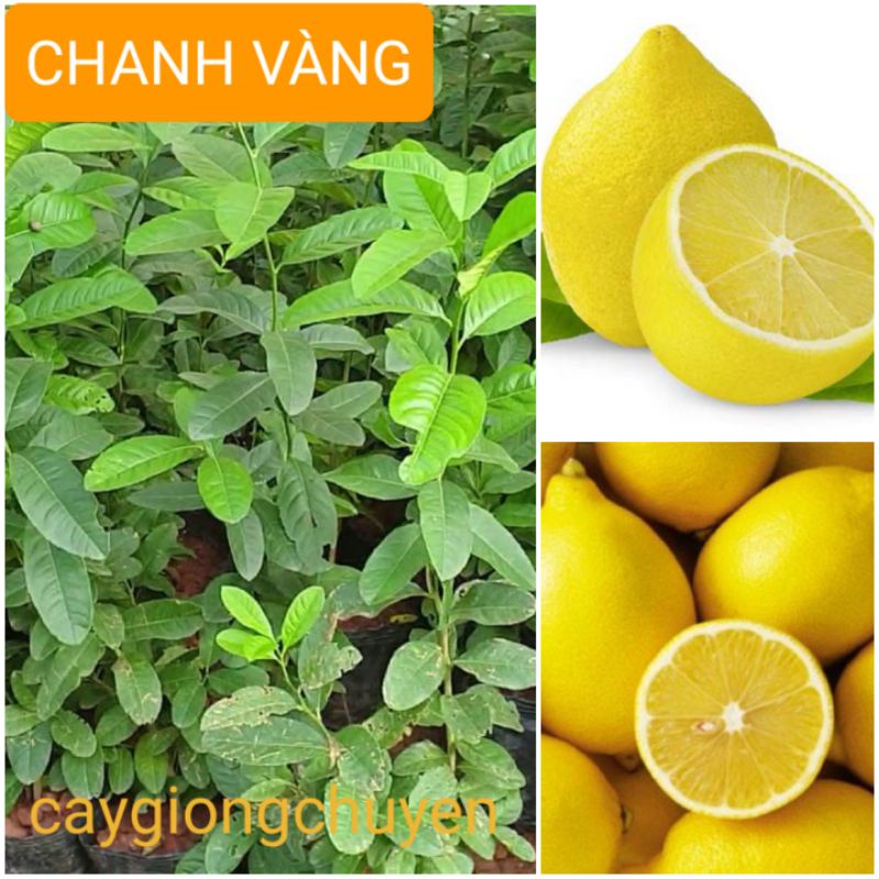 Cây giống chanh vàng