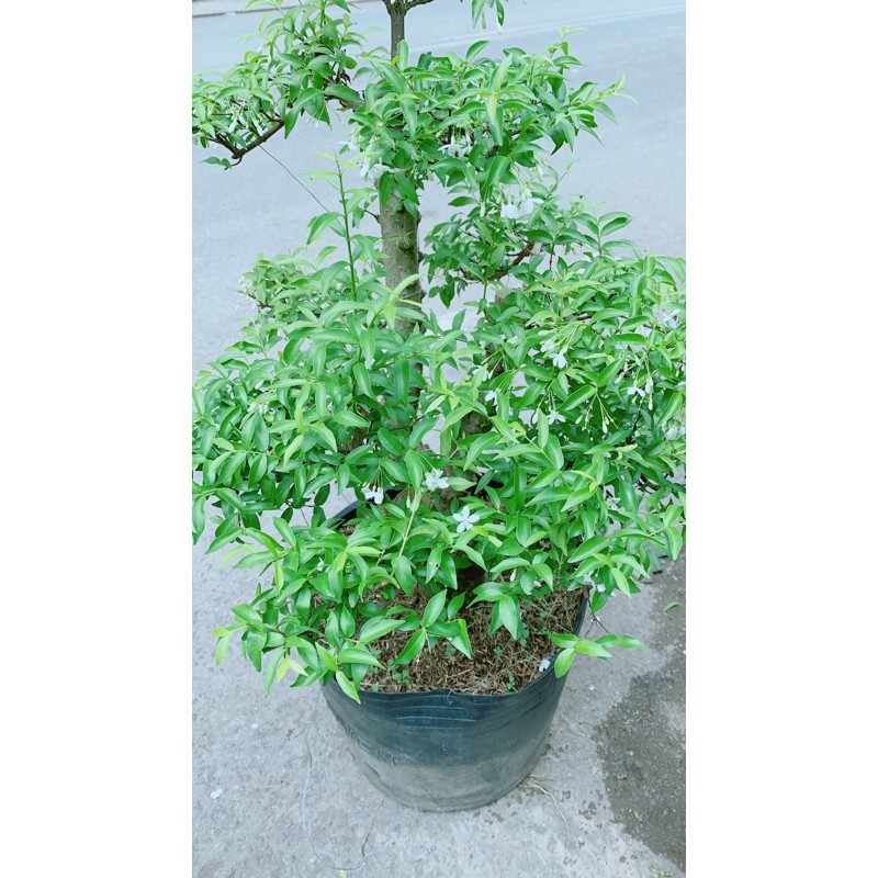 [HCM]Mai Chiếu Thuỷ Bonsai Lớn