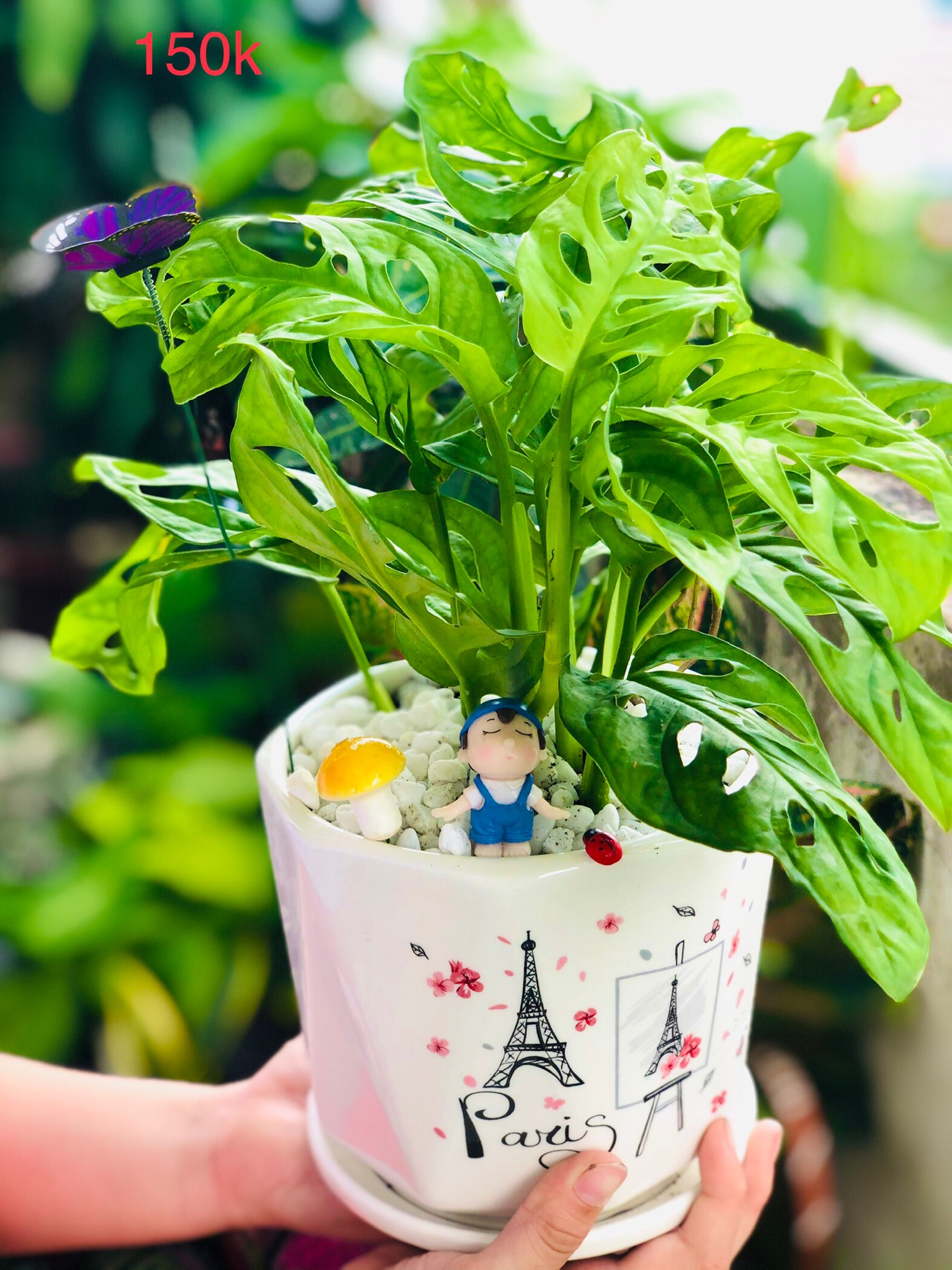 Chậu trầu bà lỗ-trầu bà cửa sổ để bàn