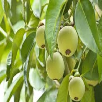Cây giống măng cụt- Trái cây đặc sản- Hoa kiểng Nguyễn Lộc