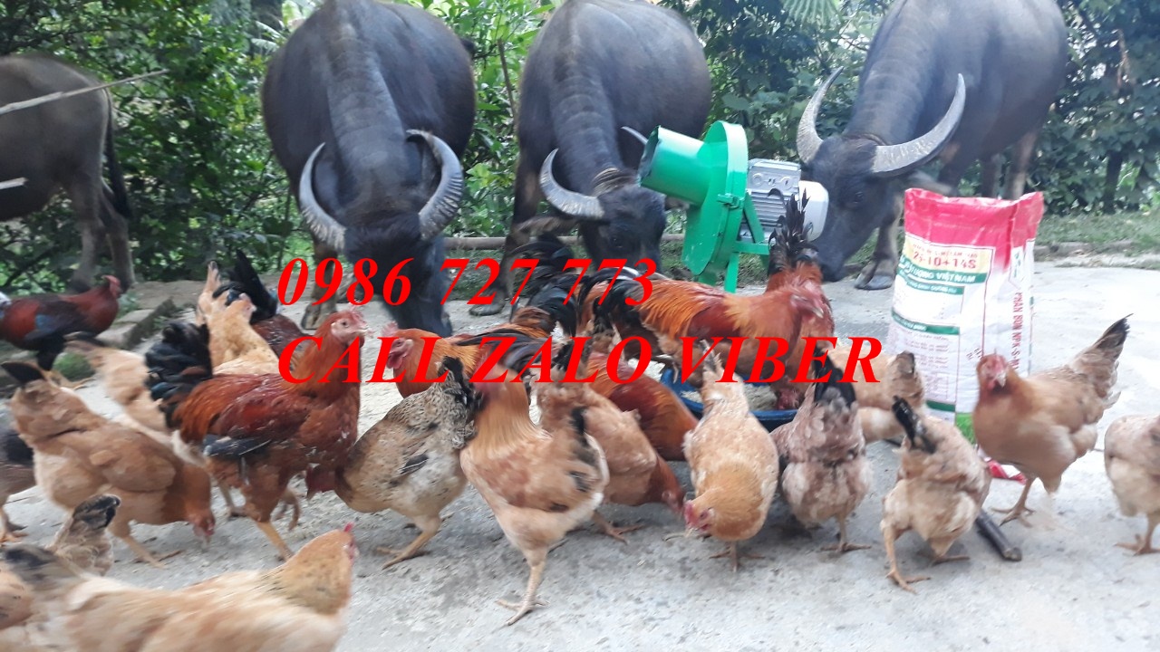 Máy thái chuối cực mịn đời mới 2020