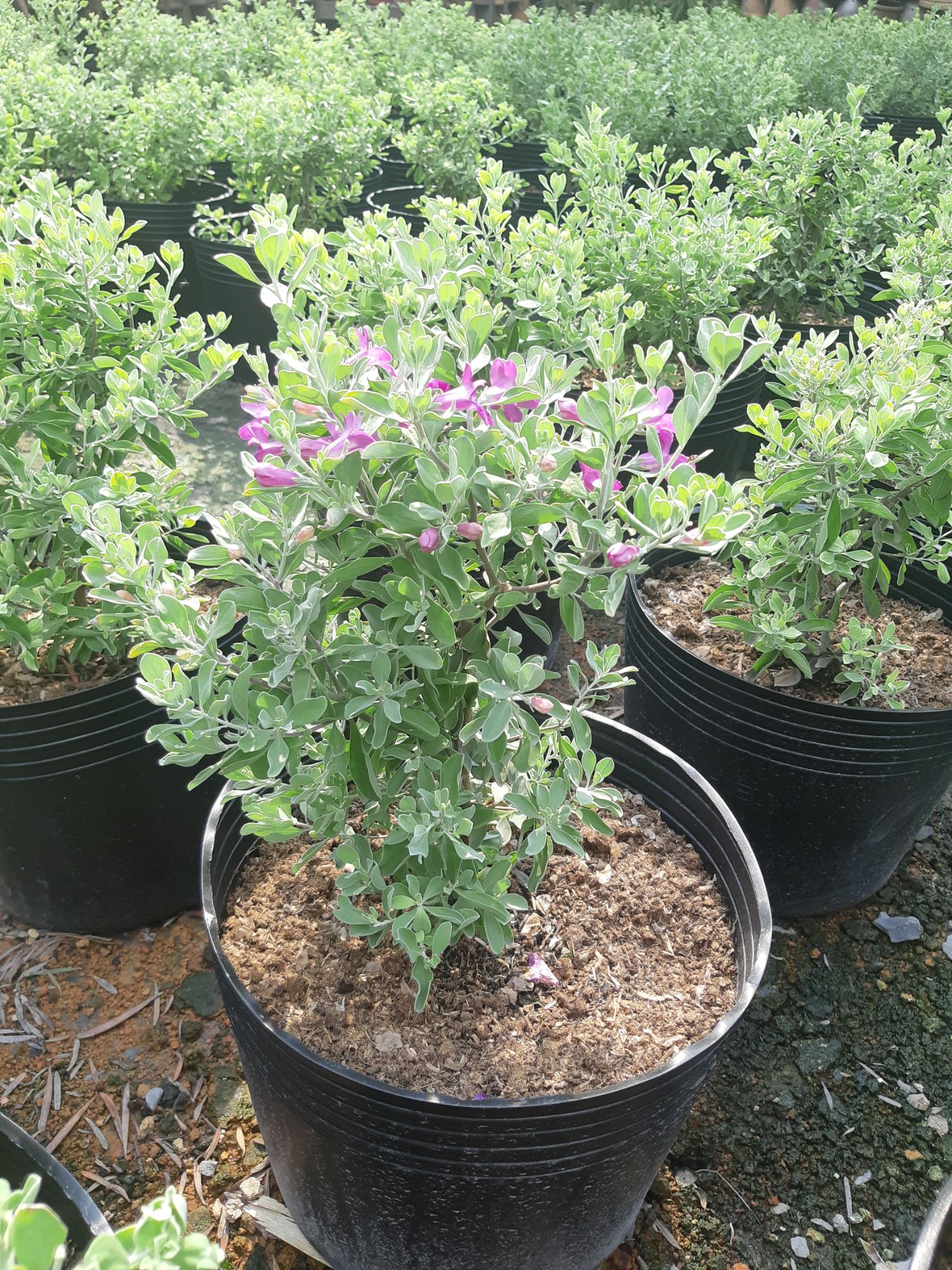 Tuyết sơn phi hồng CỰC ĐẸP