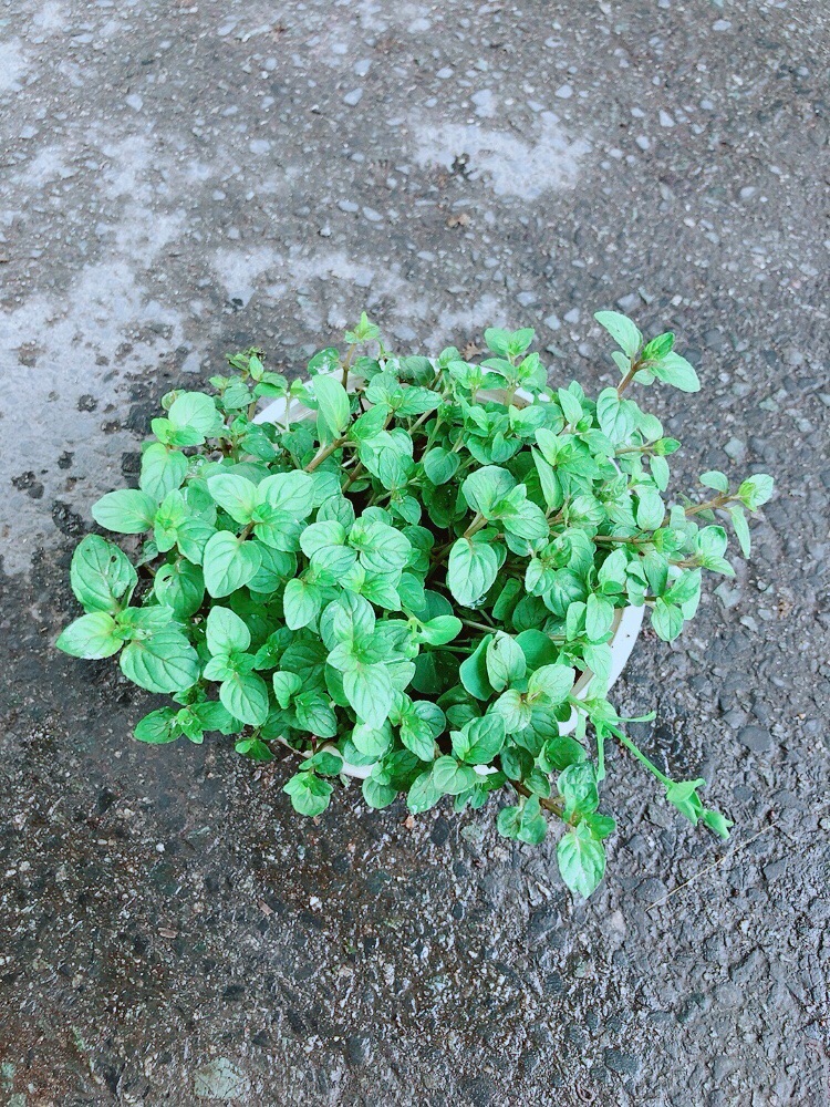 Cây Bạc Hà Doubemint