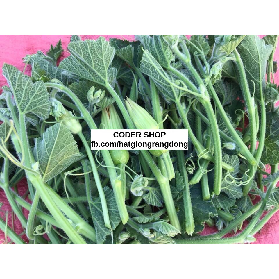 Hạt Giống Bí Siêu Ngọn Rạng Đông 5Gram