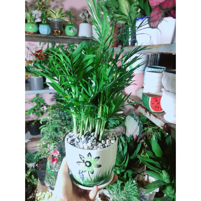 [HCM]Chậu Cây Cau Tiểu Trâm