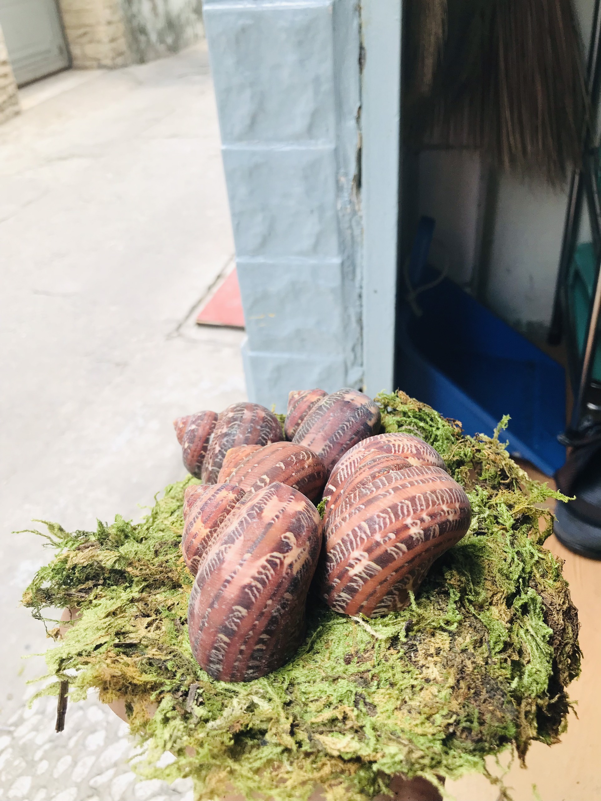 Vỏ ốc Xà Cừ Đỏ (trang trí bể cá)