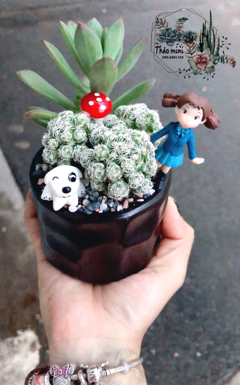 Chậu xương rồng tiểu cảnh