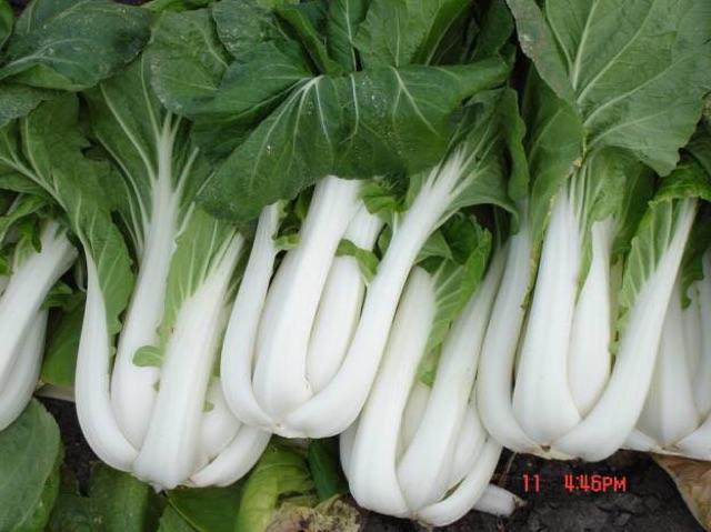 Hạt Giống Cải Pokoy Trắng