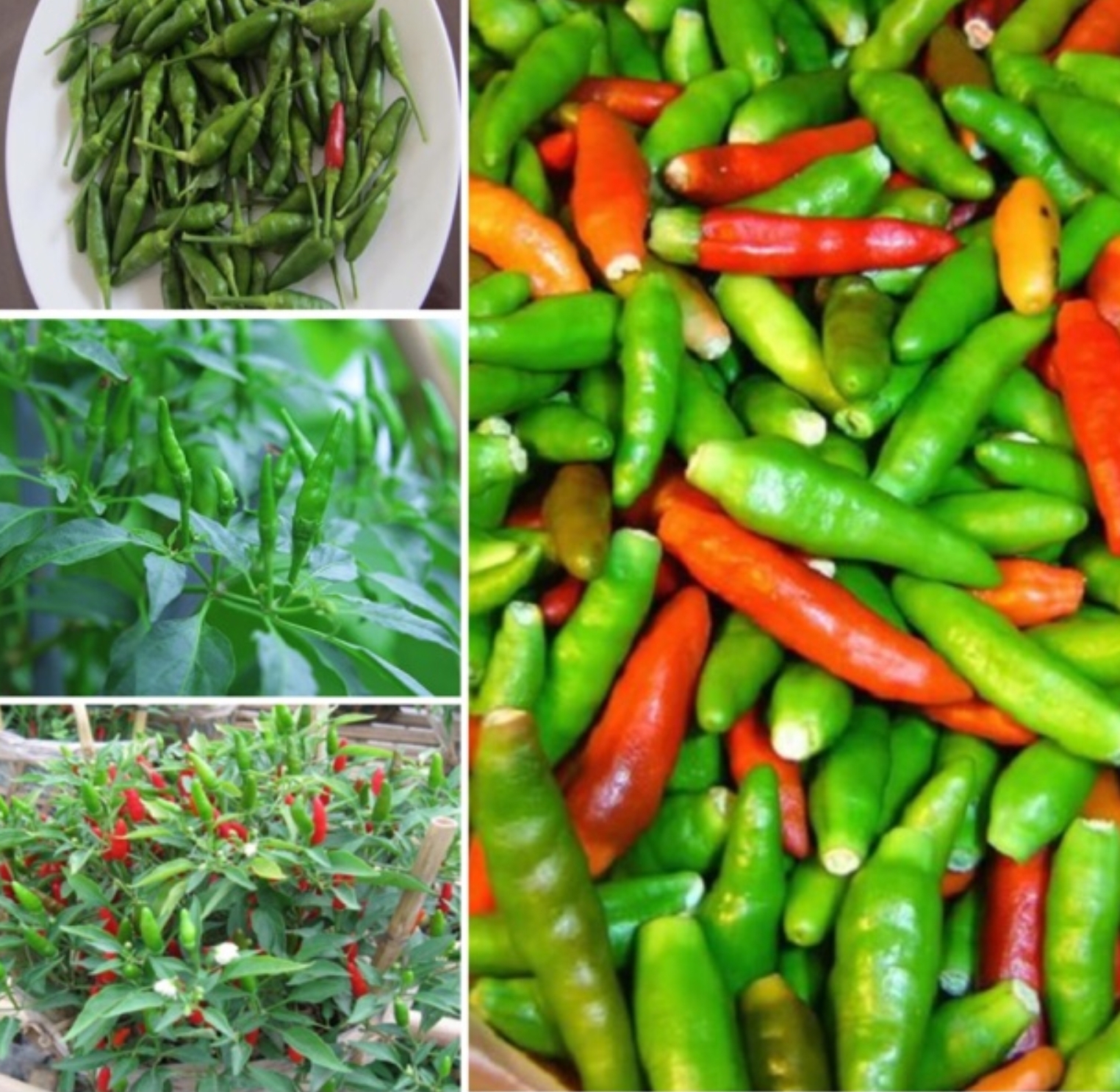 [HCM]Hạt giống Ớt Xiêm Phú Nông - 1gr