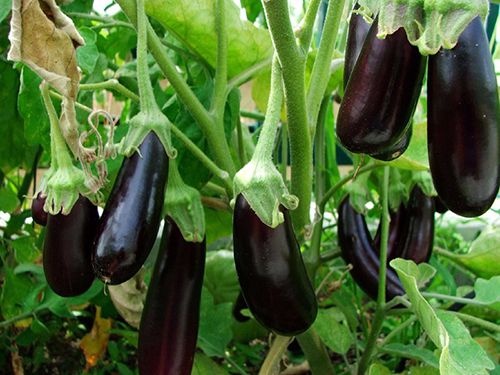 Hạt giống cà tím cao sản