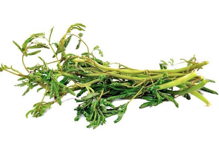 Hạt giống Rau nhút gói 1gr