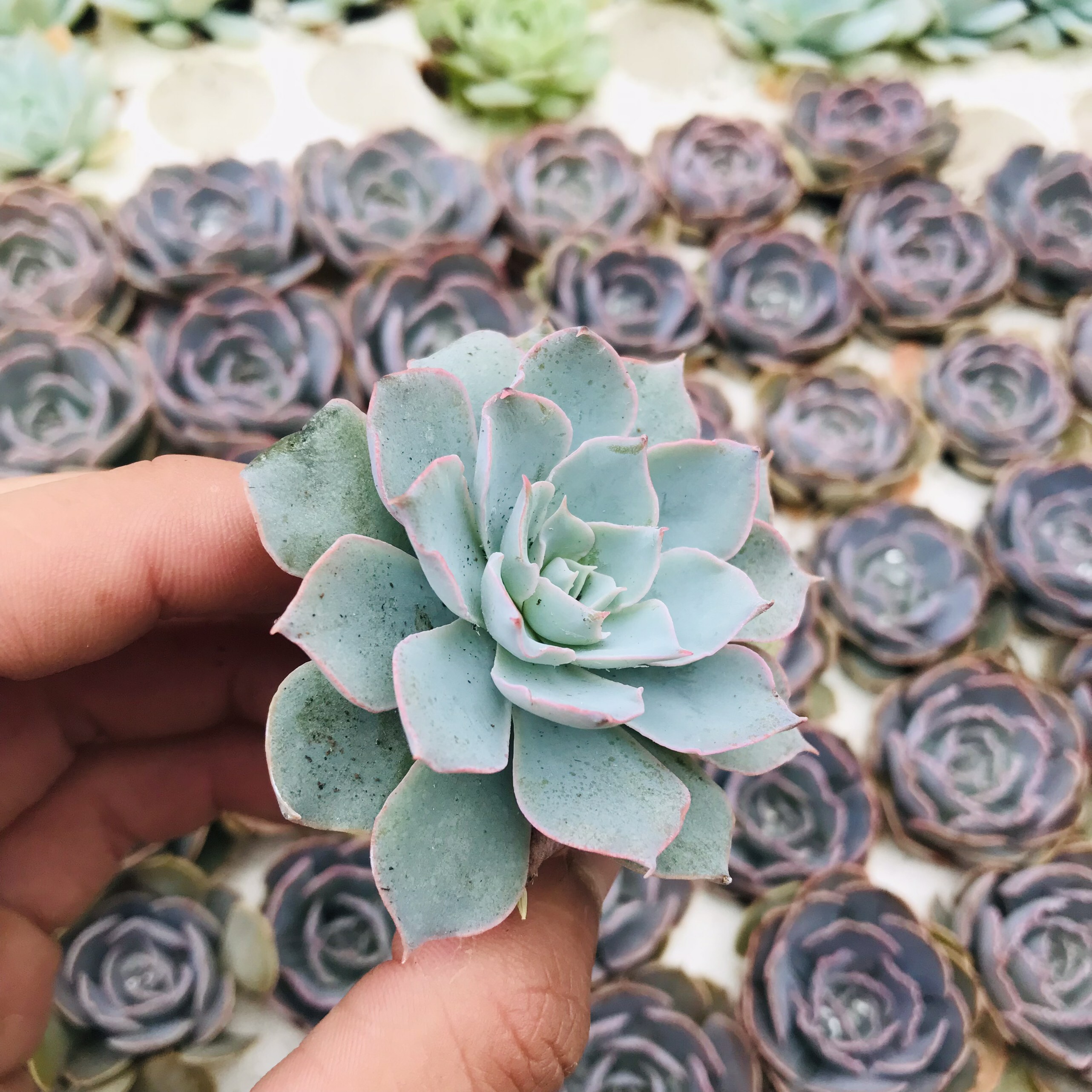 SEN ĐÁ HỒNG PHẤN SIZE MINI KHOẺ ĐẸP LỖI 1 ĐỔI 1