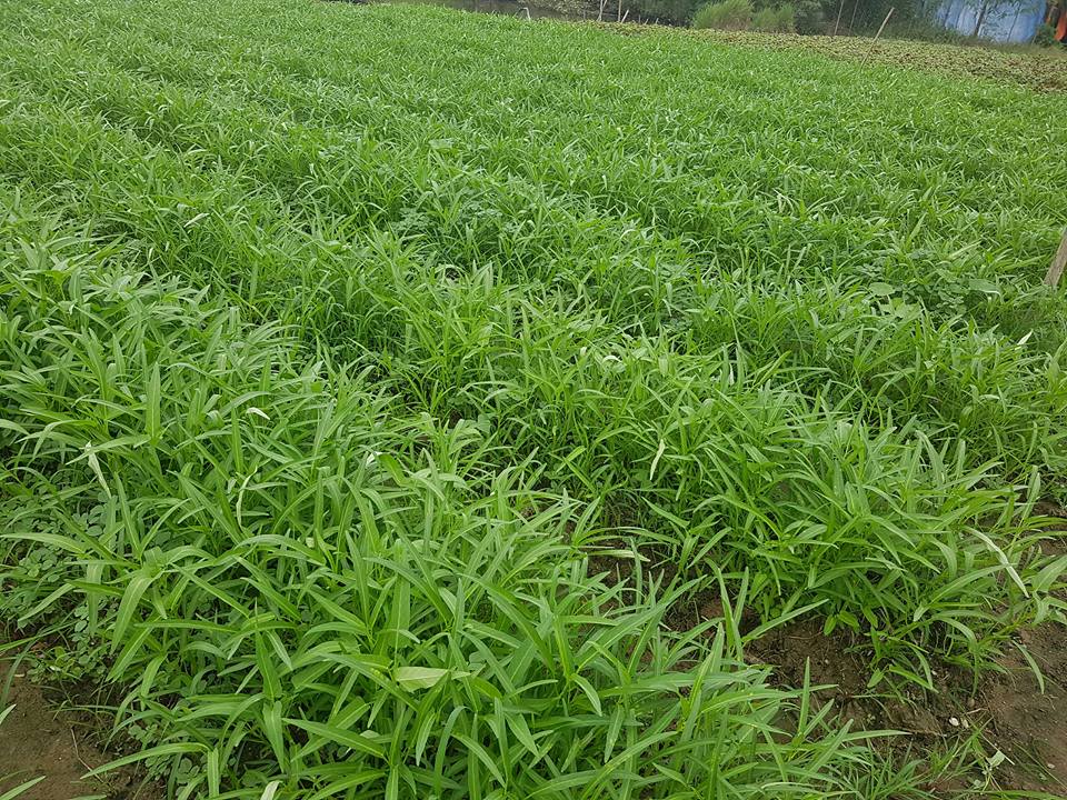 Gói 100 gram , hạt giống Rau Muống Lá Tre