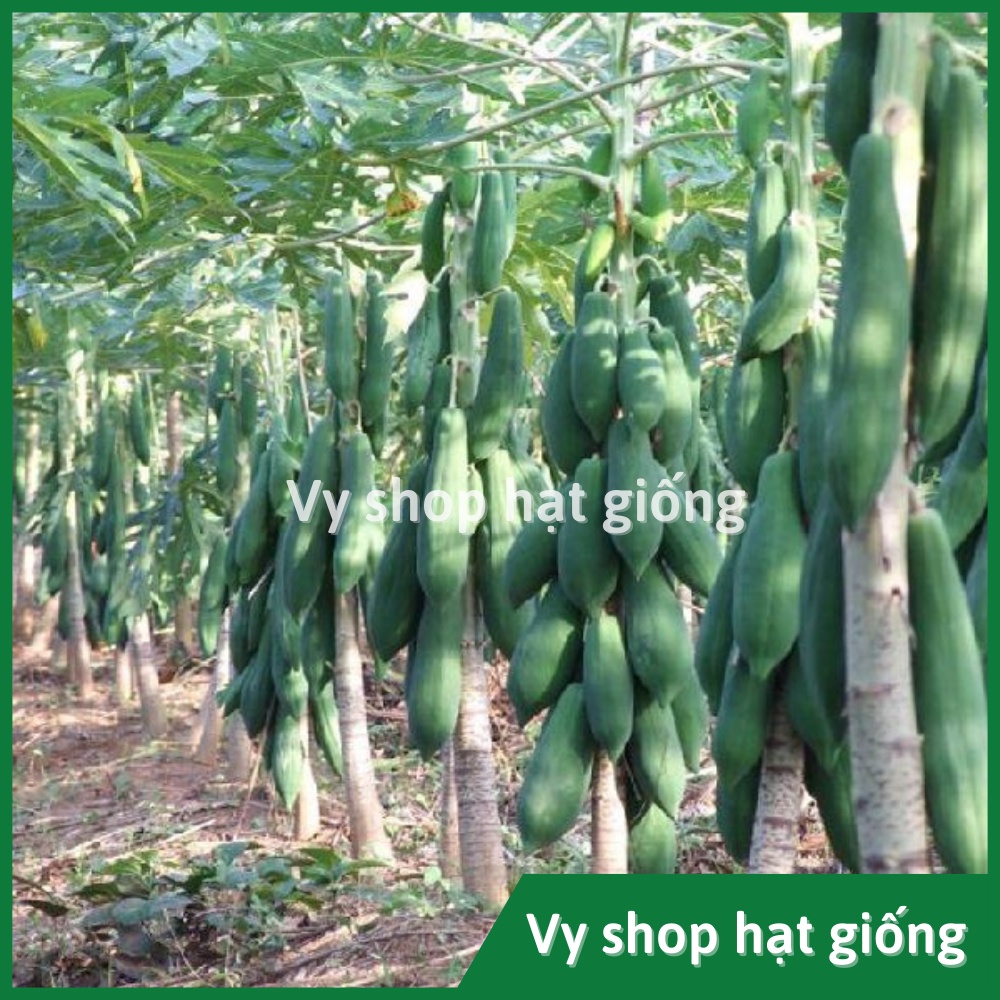 Hạt giống đu đủ quả dài Thái Lan gói 20 hạt