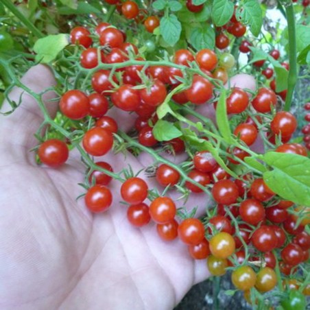 Hạt giống cà chua bi rừng - - dễ trồng