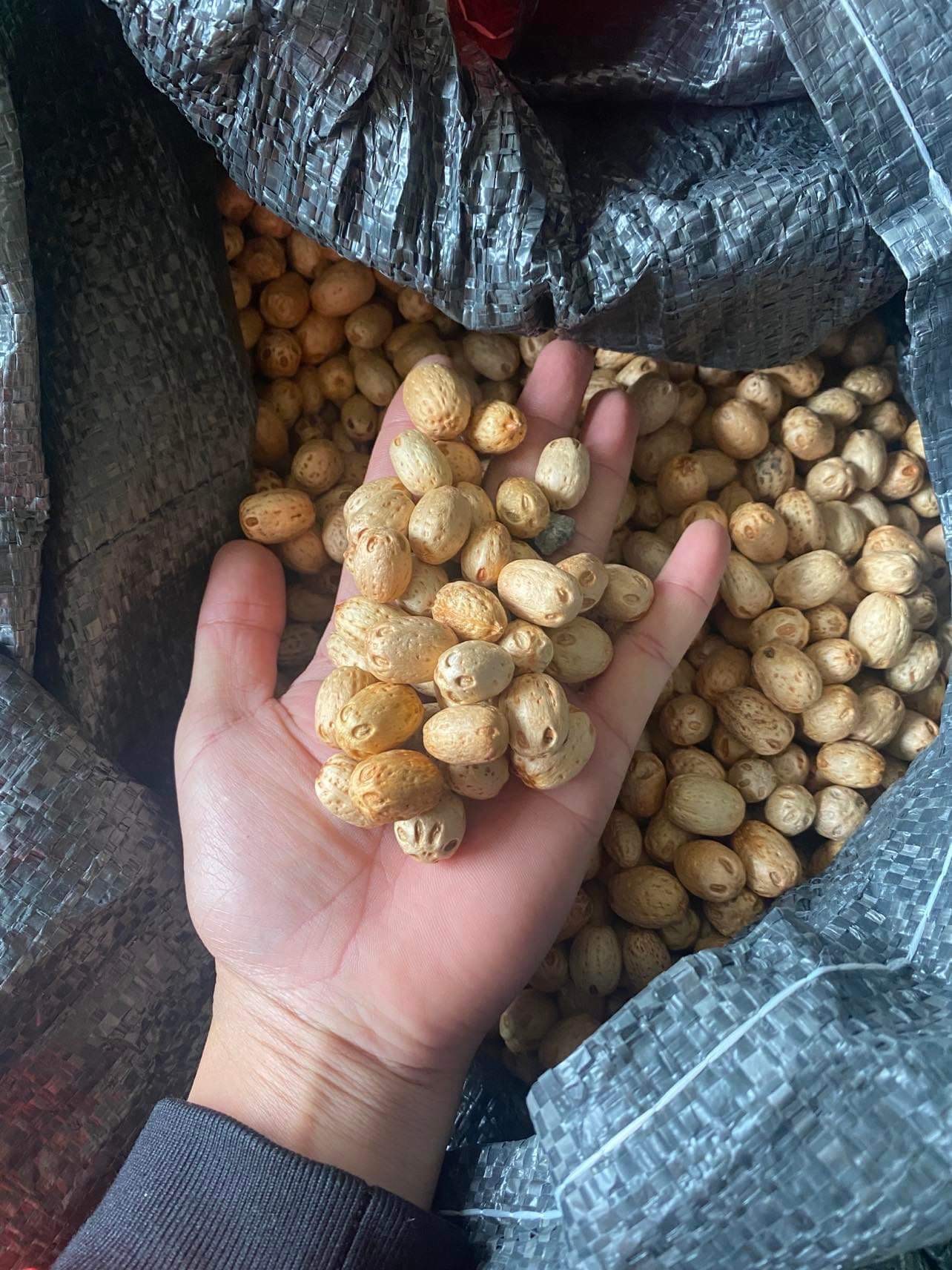 1kg hạt xoan đào giống