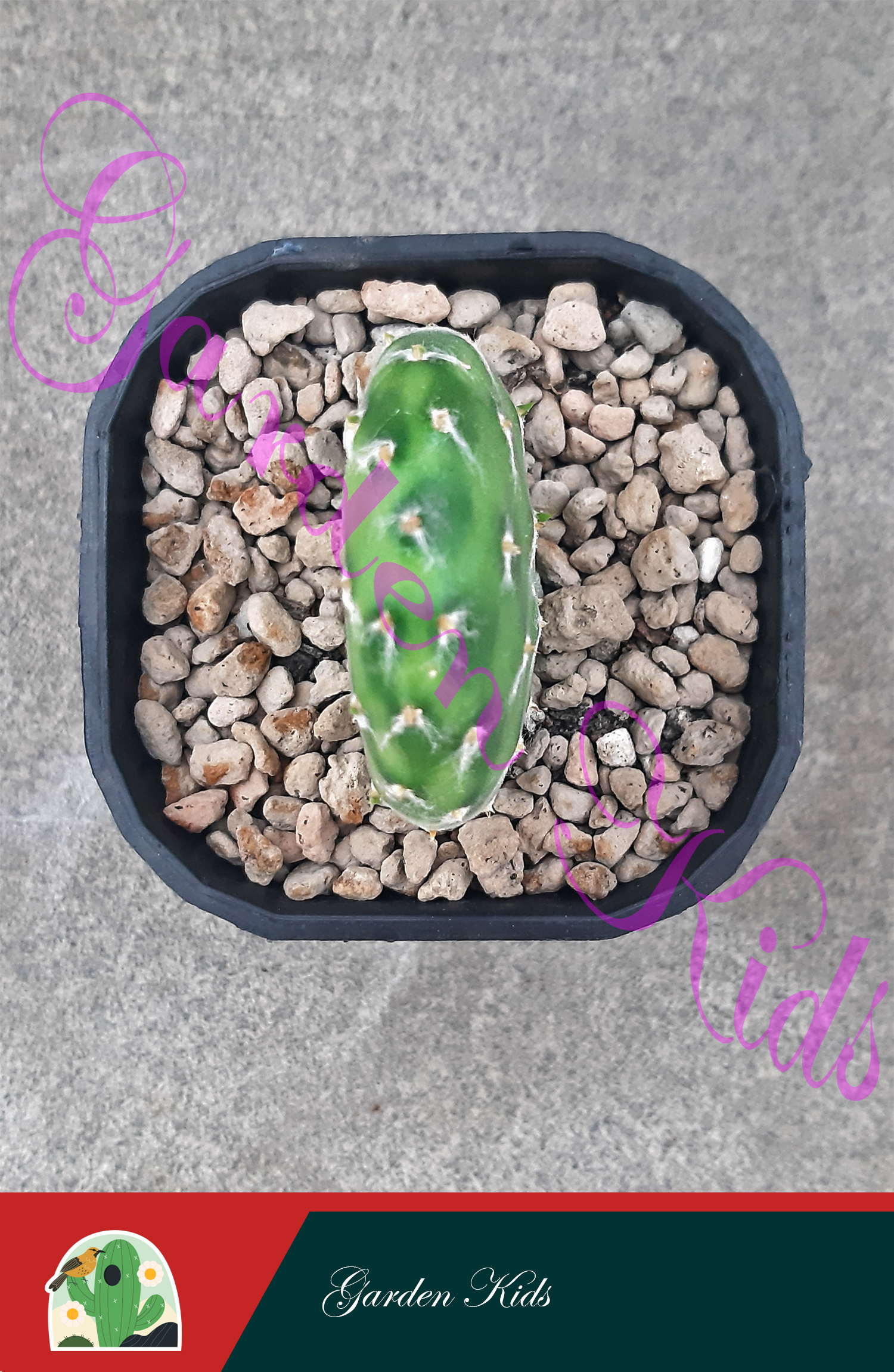 Xương rồng tai thỏ (Opuntia Decumbens)