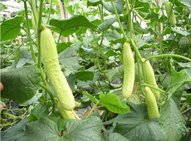 Hạt Giống Dưa Chuột Trắng