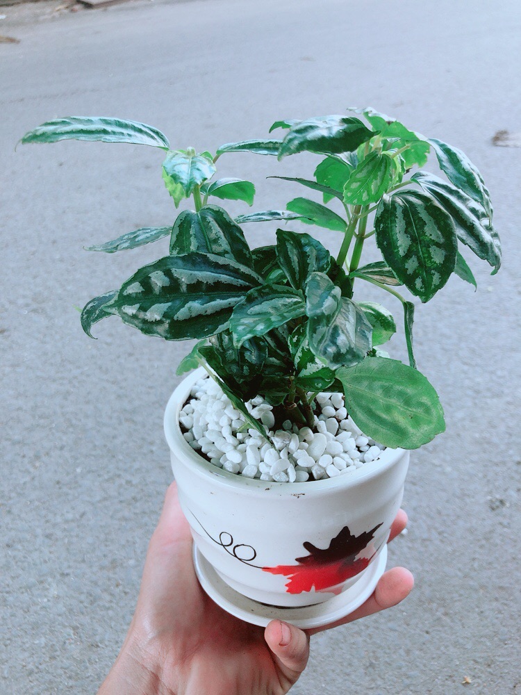 Chậu Cây Lá Dưa Hấu