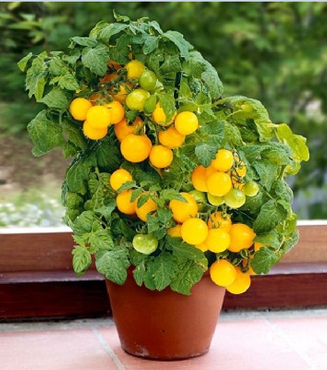 Bộ 4 gói cà chua đủ màu (cà chua đen+cà chua bi lùn đỏ +vàng+cà chua trái tim )