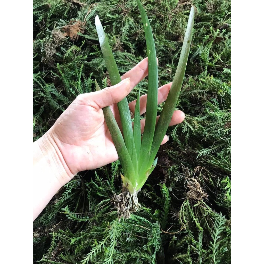 Hoa Lan đột biến móng rùa