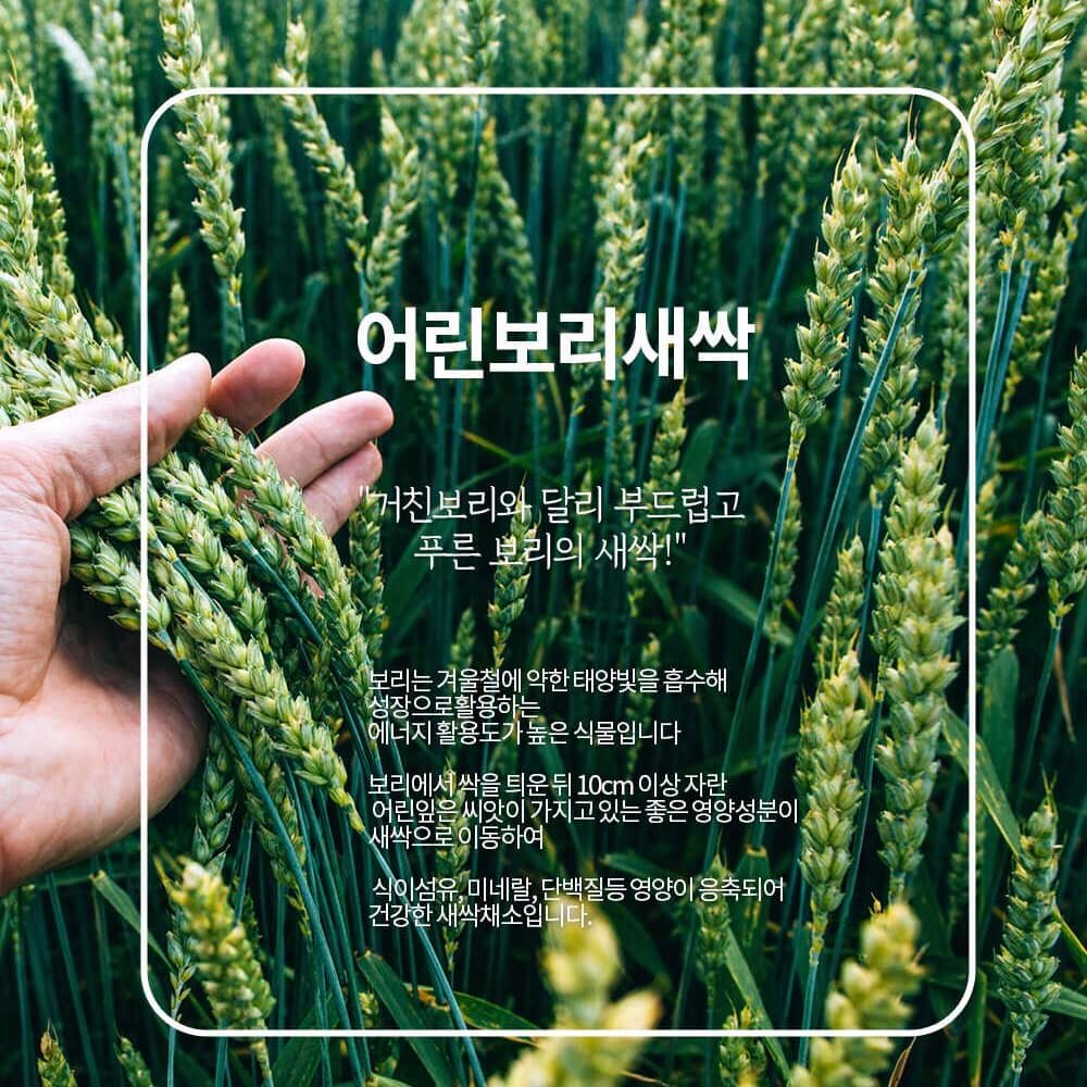Bột lúa non Golden Herb Premium Barley Grass Powder
