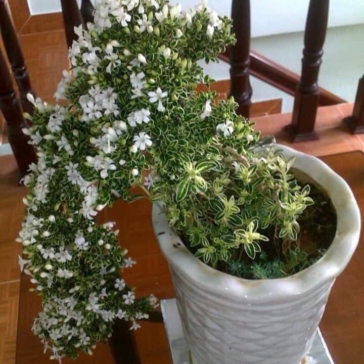 Cây giống bạch tuyết mai/ hồng mai loan