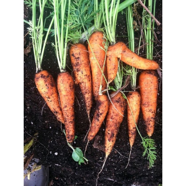 Hạt Giống Cà Rốt Orange Gói 2gr