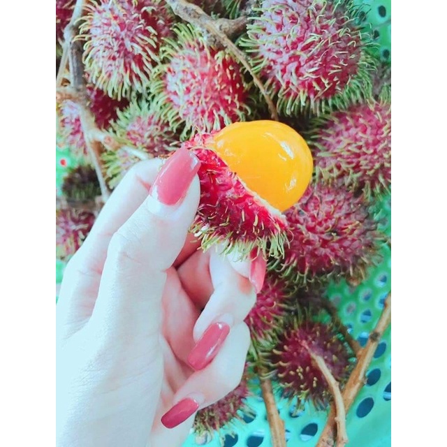 CÂY GIỐNG CHÔM CHÔM RUỘT VÀNG SIÊU SỚM ( vườn ươm eakamart)