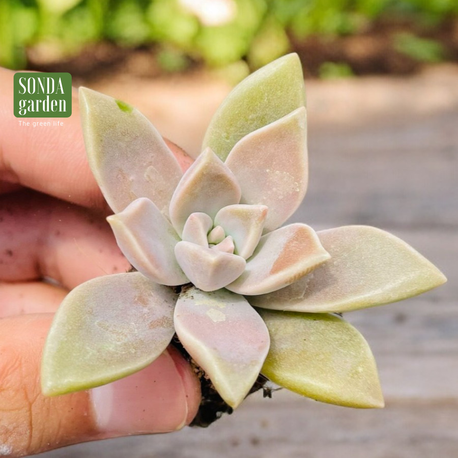 SEN ĐÁ ĐÁ MA SIZE MINI LỖI 1 ĐỔI 1