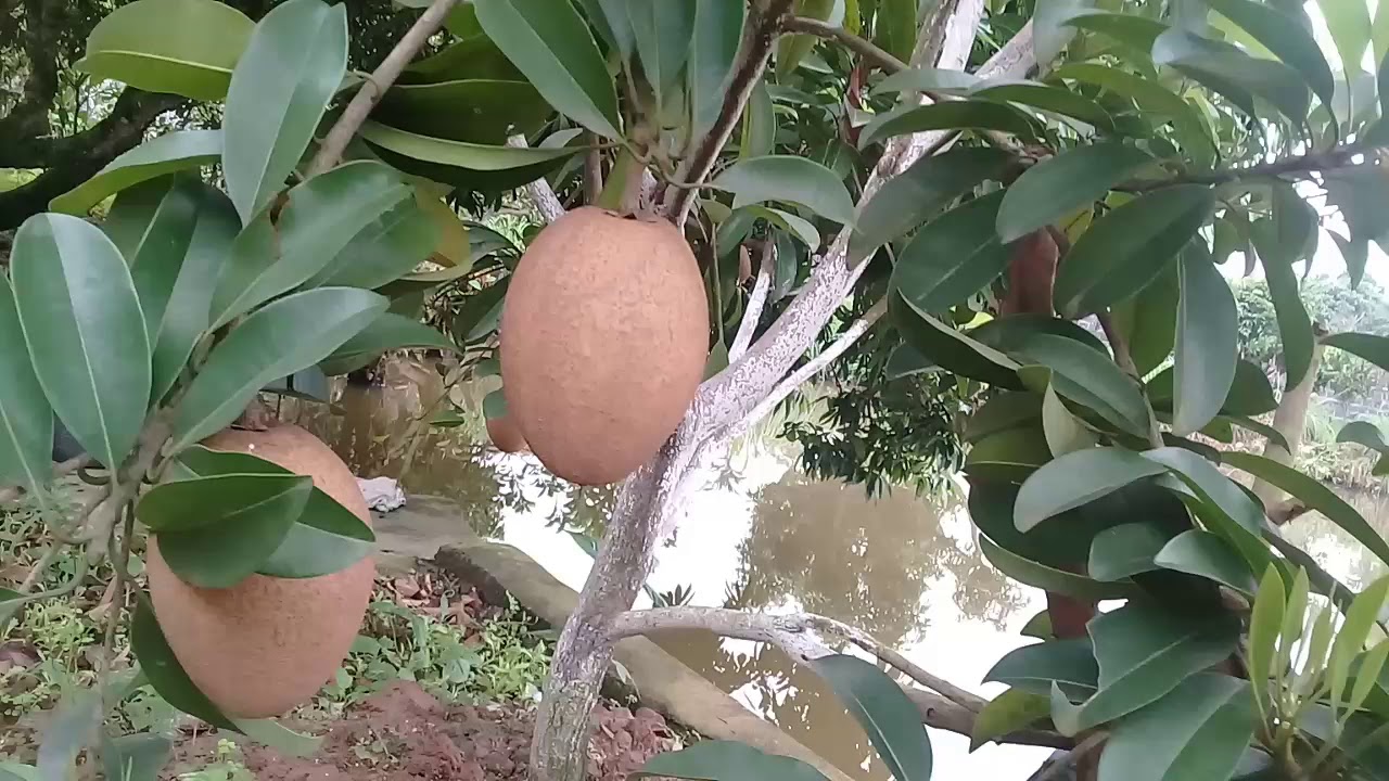 CÂY GIỐNG HỒNG XIÊM XOÀI