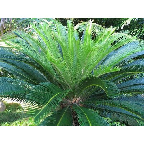 CÂY VẠN TUẾ -CÂY MANG LẠI SỰ UY NGHI sang trọng cho ngôi nha