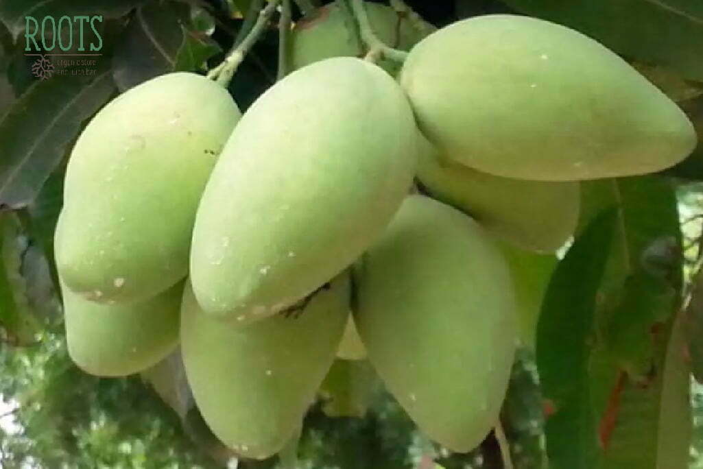 XOÀI CÁT HÒA LỘC -Cây giống