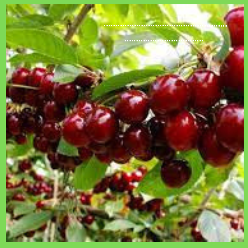Cây giống cherry brazil cây giống nhập khẩu thế hệ mới chịu nhiệt cây giống khỏe