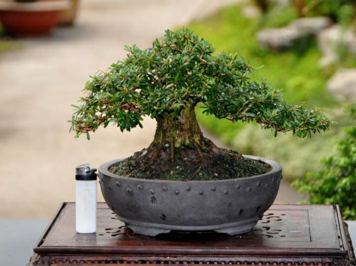 Linh sam gốc to dạng phôi bonsai