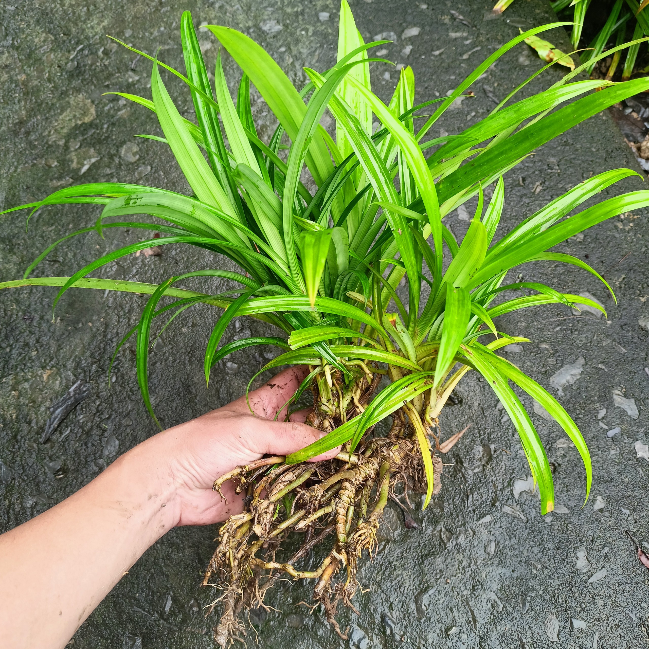 Pandan Plant