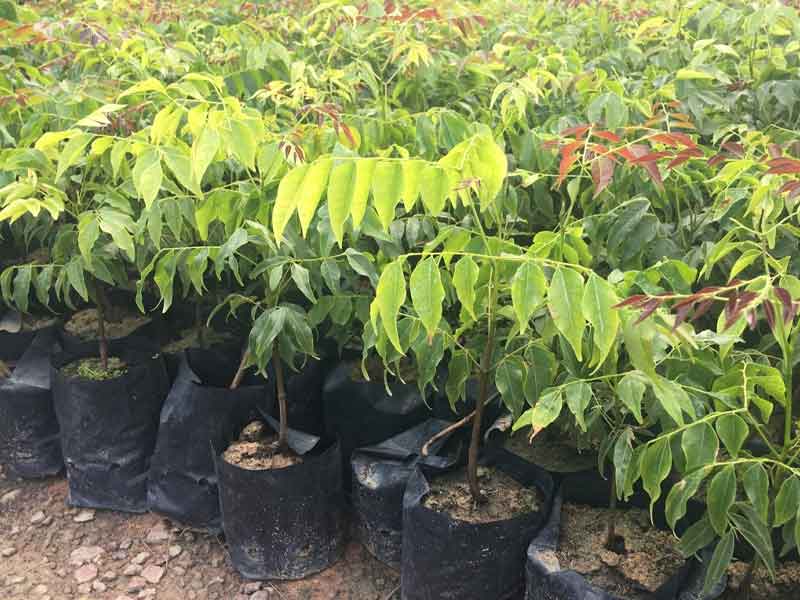 Hạt giống cây lim xanh trồng rừng