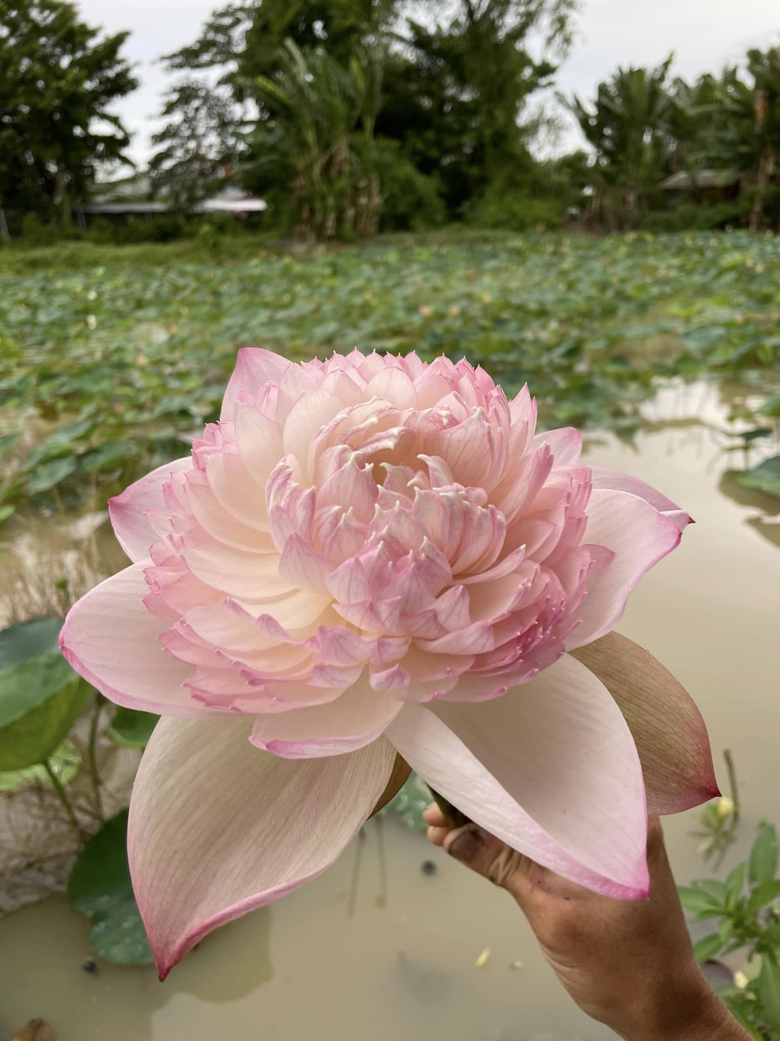 Củ Giống Sen Super Lotus Siêu Thơm - Hàng Loại 1
